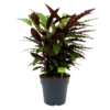 Calathea Rufibarba Wavestar - Pauwenplant - P27 H90 - Kamerplant 2 Calathea Rufibarba Wavestar - Pauwenplant - P27 H90 - Kamerplant -Natur Bloemen Winkel calathea rufibarba wavestar pauwenplant p27 h90 1 1