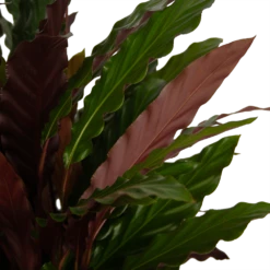 Calathea Rufibarba Wavestar - Pauwenplant - P32 H80 - Kamerplant 7 Calathea Rufibarba Wavestar - Pauwenplant - P32 H80 - Kamerplant -Natur Bloemen Winkel calathea rufibarba wavestar pauwenplant p32 h80 4