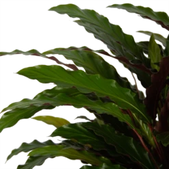 Calathea Rufibarba Wavestar - Pauwenplant - P32 H80 - Kamerplant 8 Calathea Rufibarba Wavestar - Pauwenplant - P32 H80 - Kamerplant -Natur Bloemen Winkel calathea rufibarba wavestar pauwenplant p32 h80 5