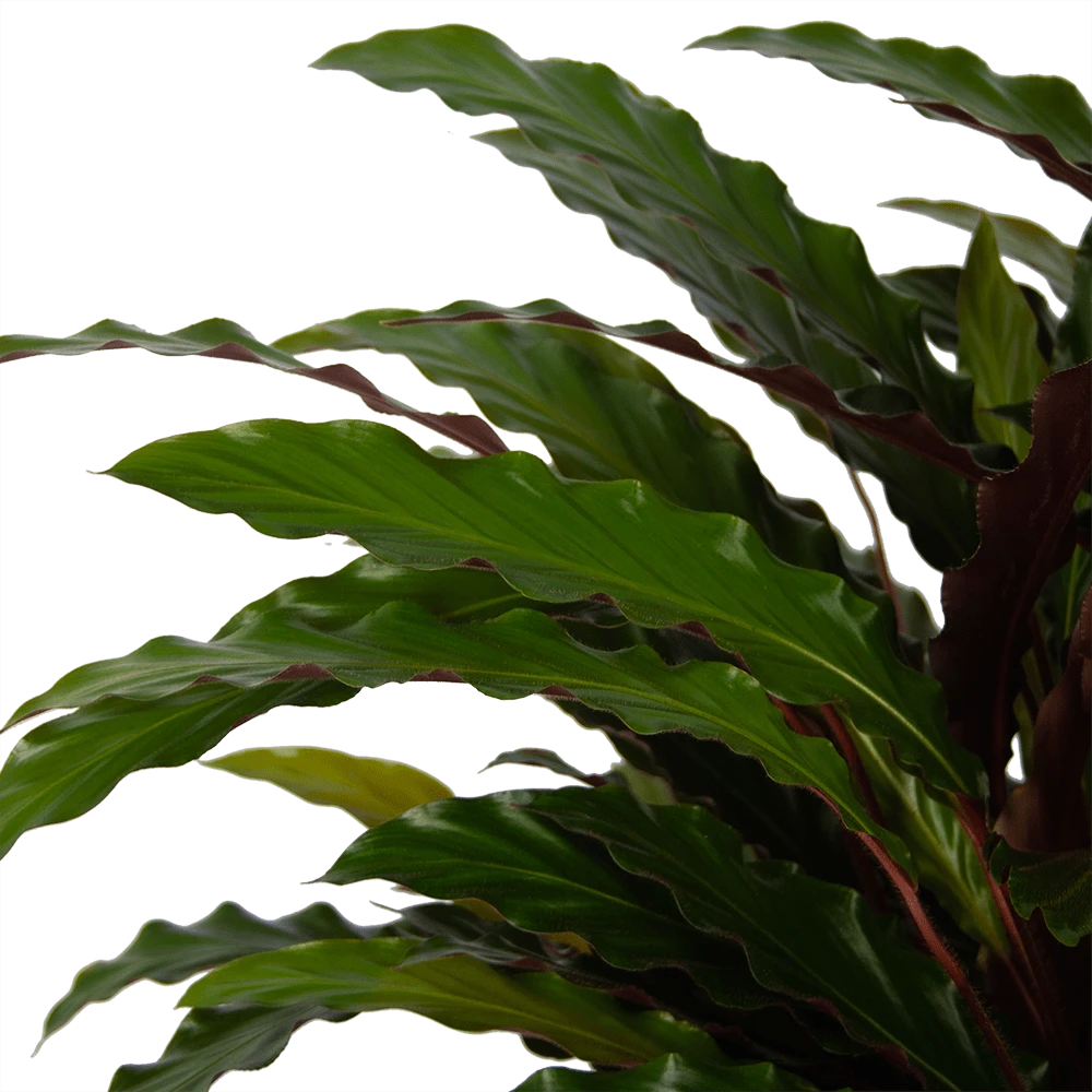 Calathea Rufibarba Wavestar - Pauwenplant - P32 H80 - Kamerplant 5 Calathea Rufibarba Wavestar - Pauwenplant - P32 H80 - Kamerplant - Afbeelding 3