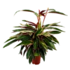 Calathea Stromante Triostar - Schaduwplant - P21 H105 - Kamerplant -Natur Bloemen Winkel calathea stromante triostar schaduwplant p21 h105 4