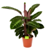 Calathea Warcewiczii - Livingplant - P19 H75 - Kamerplant -Natur Bloemen Winkel calathea warcewiczii livingplant p19 h75 1 1