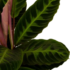 Calathea Warcewiczii - Livingplant - P19 H75 - Kamerplant 7 Calathea Warcewiczii - Livingplant - P19 H75 - Kamerplant -Natur Bloemen Winkel calathea warcewiczii livingplant p19 h75 5 1