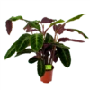 Calathea Warcewiczii - Livingplant - P21 H75 - Kamerplant -Natur Bloemen Winkel calathea warcewiczii livingplant p21 h75 1 1