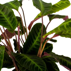 Calathea Warcewiczii - Livingplant - P21 H75 - Kamerplant -Natur Bloemen Winkel calathea warcewiczii livingplant p21 h75 5 1