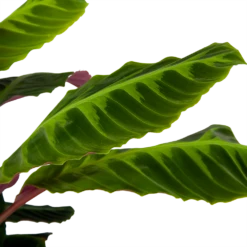 Calathea Warcewiczii - Livingplant - P21 H75 - Kamerplant -Natur Bloemen Winkel calathea warcewiczii livingplant p21 h75 6 1