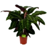 Calathea Warcewiczii - Livingplant - P21 H90 - Kamerplant -Natur Bloemen Winkel calathea warcewiczii livingplant p21 h90 1