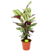 Calathea Whitestar - Schaduwplant - P19 H75 - Kamerplant -Natur Bloemen Winkel calathea whitestar schaduwplant p19 h75 1 1