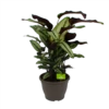 Calathea Whitestar - Schaduwplant - P32 H80 - Kamerplant -Natur Bloemen Winkel calathea whitestar schaduwplant p32 h80 1