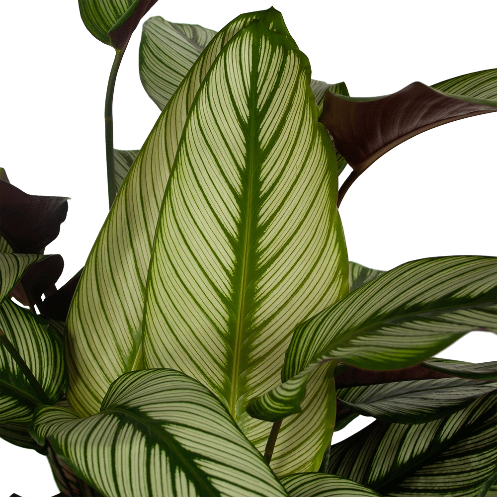 Calathea Whitestar - Schaduwplant - P32 H80 - Kamerplant 4 Calathea Whitestar - Schaduwplant - P32 H80 - Kamerplant - Afbeelding 2