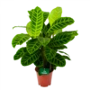 Calathea Zebrina - Livingplant - P19 H80 - Kamerplant -Natur Bloemen Winkel calathea zebrina livingplant p19 h65 1 2
