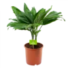Chamaedorea Metallica Bergpalm - P17 H50 - Kamerplant 1 Chamaedorea Metallica Bergpalm - P17 H50 - Kamerplant -Natur Bloemen Winkel chamaedorea metallica bergpalm p17cm h50cm 4 1