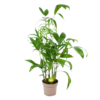 Chamaedorea Seifrizii - Bergpalm - P24 H100 - Kamerplant -Natur Bloemen Winkel chamaedorea seifrizii bergpalm p24 h100 1