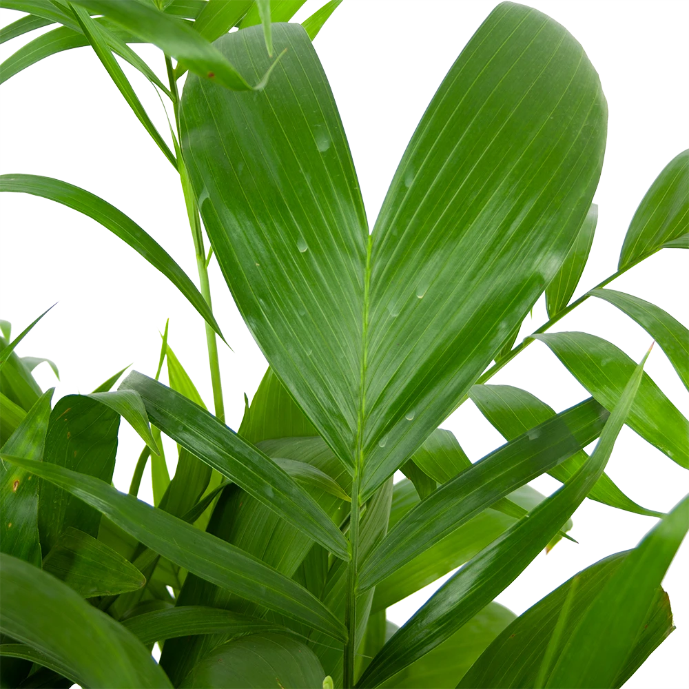 Chamaedorea Seifrizii - Bergpalm - P24 H100 - Kamerplant 4 Chamaedorea Seifrizii - Bergpalm - P24 H100 - Kamerplant - Afbeelding 2