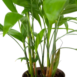 Chamaedorea Seifrizii - Bergpalm - P24 H100 - Kamerplant 8 Chamaedorea Seifrizii - Bergpalm - P24 H100 - Kamerplant -Natur Bloemen Winkel chamaedorea seifrizii bergpalm p24 h100 6