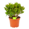 Crassula Ovata Gollum - P23 H50 - Kamerplant
