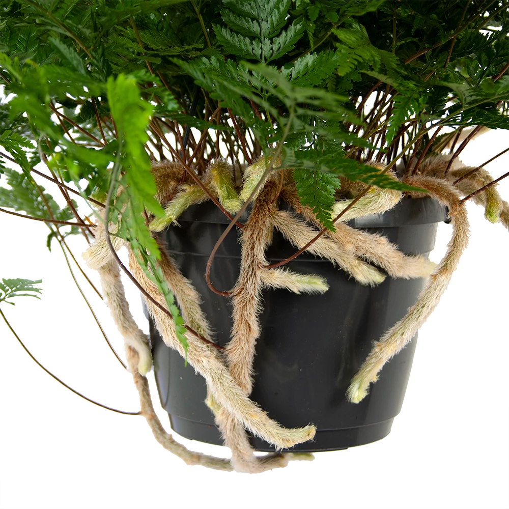 Davallia Teyermannii - In Hangpot - P17 H30 - Kamerplant 4 Davallia Teyermannii - In Hangpot - P17 H30 - Kamerplant - Afbeelding 2