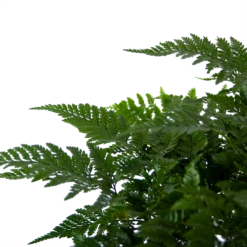 Davallia Teyermannii - In Hangpot - P17 H30 - Kamerplant 8 Davallia Teyermannii - In Hangpot - P17 H30 - Kamerplant -Natur Bloemen Winkel davallia teyermannii in hangpot p17 h30 6