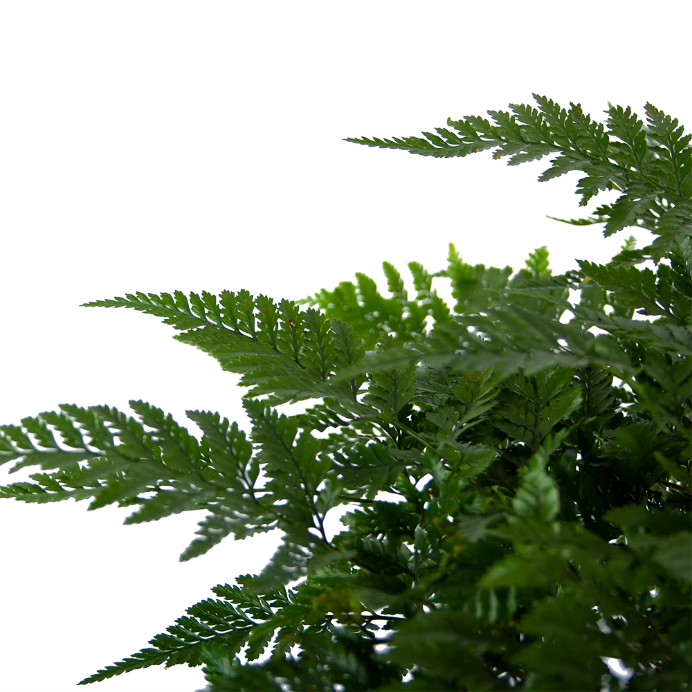 Davallia Teyermannii - In Hangpot - P17 H30 - Kamerplant 5 Davallia Teyermannii - In Hangpot - P17 H30 - Kamerplant - Afbeelding 3