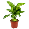 Dieffenbachia Seguine 'Reeva' - P24 H90 - Kamerplant 2 Dieffenbachia Seguine 'Reeva' - P24 H90 - Kamerplant -Natur Bloemen Winkel dieffenbachia seguine reeva p24 h90 1 1