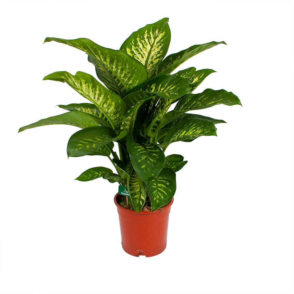 Dieffenbachia Seguine Tropic Snow - P24 H90 - Kamerplant 3 Dieffenbachia Seguine Tropic Snow - P24 H90 - Kamerplant