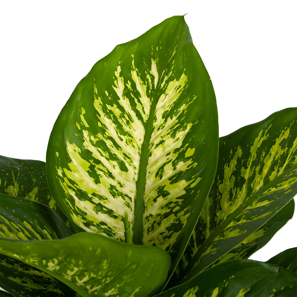 Dieffenbachia Seguine Tropic Snow - P24 H90 - Kamerplant 4 Dieffenbachia Seguine Tropic Snow - P24 H90 - Kamerplant - Afbeelding 2