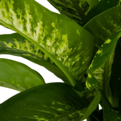 Dieffenbachia Seguine Tropic Snow - P24 H90 - Kamerplant 8 Dieffenbachia Seguine Tropic Snow - P24 H90 - Kamerplant -Natur Bloemen Winkel dieffenbachia seguine tropic snow p24 h90 2 4