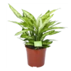 Dieffenbachia Vesuvius - P27 H70 - Kamerplant -Natur Bloemen Winkel dieffenbachia vesuvius p27 h70 1