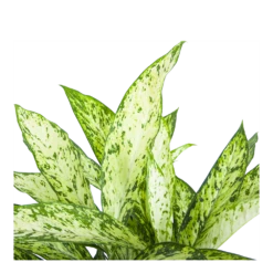Dieffenbachia Vesuvius - P27 H70 - Kamerplant -Natur Bloemen Winkel dieffenbachia vesuvius p27 h70 6