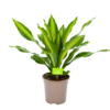 Dracaena Burley - Drakenbloedboom - P24 H90 - Kamerplant 2 Dracaena Burley - Drakenbloedboom - P24 H90 - Kamerplant -Natur Bloemen Winkel dracaena burley drakenbloedboom p24 h90 1 1