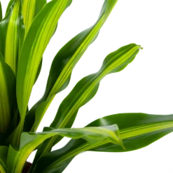 Dracaena Burley - Drakenbloedboom - P24 H90 - Kamerplant -Natur Bloemen Winkel dracaena burley drakenbloedboom p24 h90 5 1