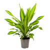 Dracaena Charley - Drakenbloedboom - P24 H95 - Kamerplant -Natur Bloemen Winkel dracaena charley drakenbloedboom p24 h95 1