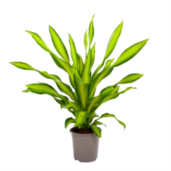 Dracaena Charley - Drakenbloedboom - P24 H95 - Kamerplant -Natur Bloemen Winkel dracaena charley drakenbloedboom p24 h95 2