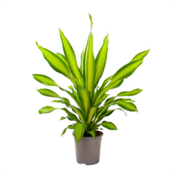 Dracaena Charley - Drakenbloedboom - P24 H95 - Kamerplant -Natur Bloemen Winkel dracaena charley drakenbloedboom p24 h95 3