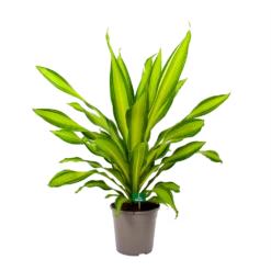 Dracaena Charley - Drakenbloedboom - P24 H95 - Kamerplant -Natur Bloemen Winkel dracaena charley drakenbloedboom p24 h95 4