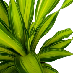 Dracaena Charley - Drakenbloedboom - P24 H95 - Kamerplant -Natur Bloemen Winkel dracaena charley drakenbloedboom p24 h95 5