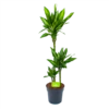 Dracaena Cintho - Op Stam - Drakenbloedboom - P21 H100 - Kamerplant 1 Dracaena Cintho - Op Stam - Drakenbloedboom - P21 H100 - Kamerplant -Natur Bloemen Winkel dracaena cintho op stam drakenbloedboom p21 h100 1 1