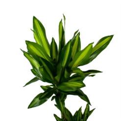 Dracaena Cintho - Op Stam - Drakenbloedboom - P21 H100 - Kamerplant 7 Dracaena Cintho - Op Stam - Drakenbloedboom - P21 H100 - Kamerplant -Natur Bloemen Winkel dracaena cintho op stam drakenbloedboom p21 h100 5 1