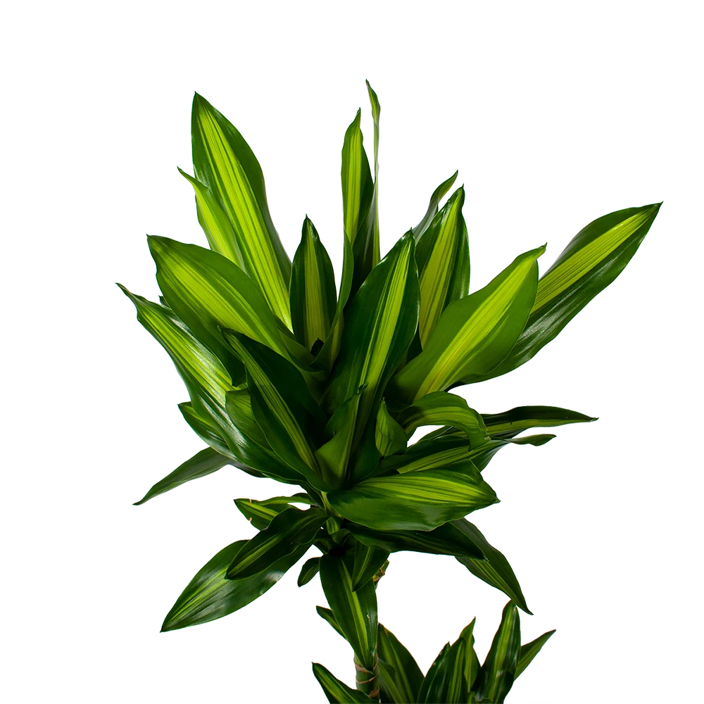 Dracaena Cintho - Op Stam - Drakenbloedboom - P21 H100 - Kamerplant 4 Dracaena Cintho - Op Stam - Drakenbloedboom - P21 H100 - Kamerplant - Afbeelding 2