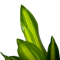 Dracaena Cintho - Op Stam - Drakenbloedboom - P21 H100 - Kamerplant 8 Dracaena Cintho - Op Stam - Drakenbloedboom - P21 H100 - Kamerplant -Natur Bloemen Winkel dracaena cintho op stam drakenbloedboom p21 h100 6 1