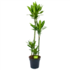 Dracaena Cintho - Op Stam - Drakenbloedboom - P27 H150 - Kamerplant 1 Dracaena Cintho - Op Stam - Drakenbloedboom - P27 H150 - Kamerplant -Natur Bloemen Winkel dracaena cintho op stam drakenbloedboom p27 h150 1 1