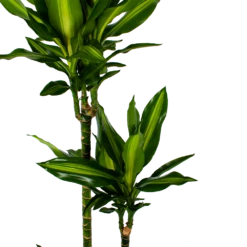 Dracaena Cintho - Op Stam - Drakenbloedboom - P27 H150 - Kamerplant -Natur Bloemen Winkel dracaena cintho op stam drakenbloedboom p27 h150 5 1