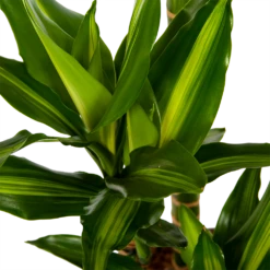 Dracaena Cintho - Op Stam - Drakenbloedboom - P27 H150 - Kamerplant -Natur Bloemen Winkel dracaena cintho op stam drakenbloedboom p27 h150 6 1