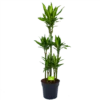 Dracaena Cintho - Op Stam - Drakenbloedboom - P31 H150 - Kamerplant -Natur Bloemen Winkel dracaena cintho op stam drakenbloedboom p31 h150 1 1