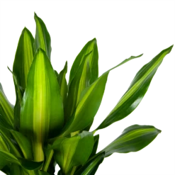 Dracaena Cintho - Op Stam - Drakenbloedboom - P31 H150 - Kamerplant -Natur Bloemen Winkel dracaena cintho op stam drakenbloedboom p31 h150 6 1