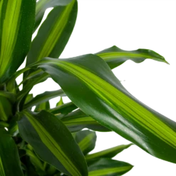 Dracaena Cintho - Vertakt - Drakenbloedboom - P27 H120 - Kamerplant -Natur Bloemen Winkel dracaena cintho vertakt drakenbloedboom p27 h120 5 3