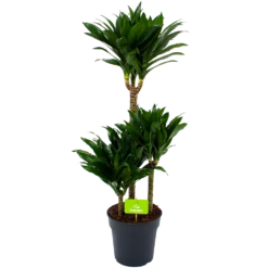 Dracaena Compacta - Op Stam - Drakenbloedboom - P21 H100 - Kamerplant