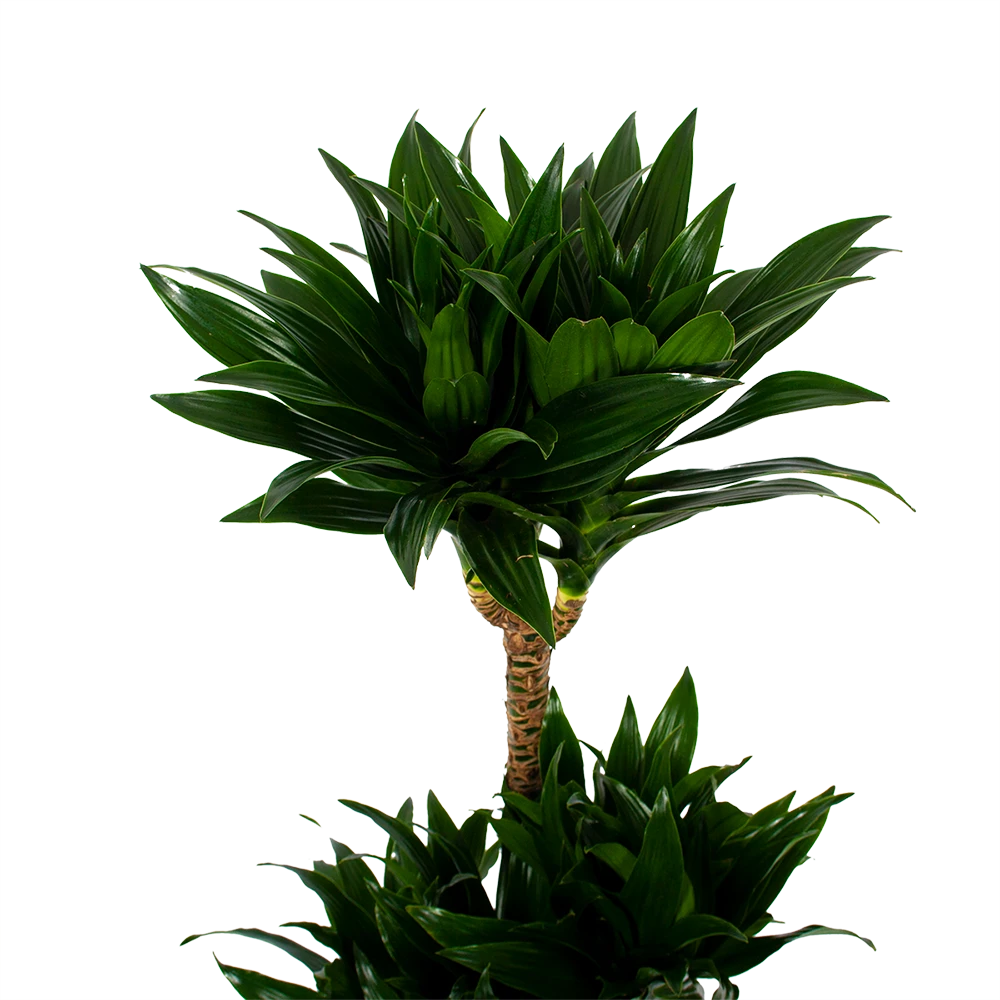 Dracaena Compacta - Op Stam - Drakenbloedboom - P21 H100 - Kamerplant 4 Dracaena Compacta - Op Stam - Drakenbloedboom - P21 H100 - Kamerplant - Afbeelding 2