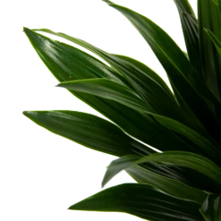 Dracaena Compacta - Op Stam - Drakenbloedboom - P21 H100 - Kamerplant 8 Dracaena Compacta - Op Stam - Drakenbloedboom - P21 H100 - Kamerplant -Natur Bloemen Winkel dracaena compacta op stam drakenbloedboom p21 h100 6