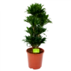 Dracaena Compacta - Vertakt - Drakenbloedboom - P27 H100 - Kamerplant -Natur Bloemen Winkel dracaena compacta vertakt drakenbloedboom p27 h100 1 1